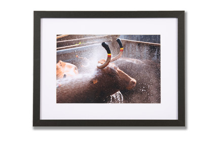 Cadre photo, photographie vache