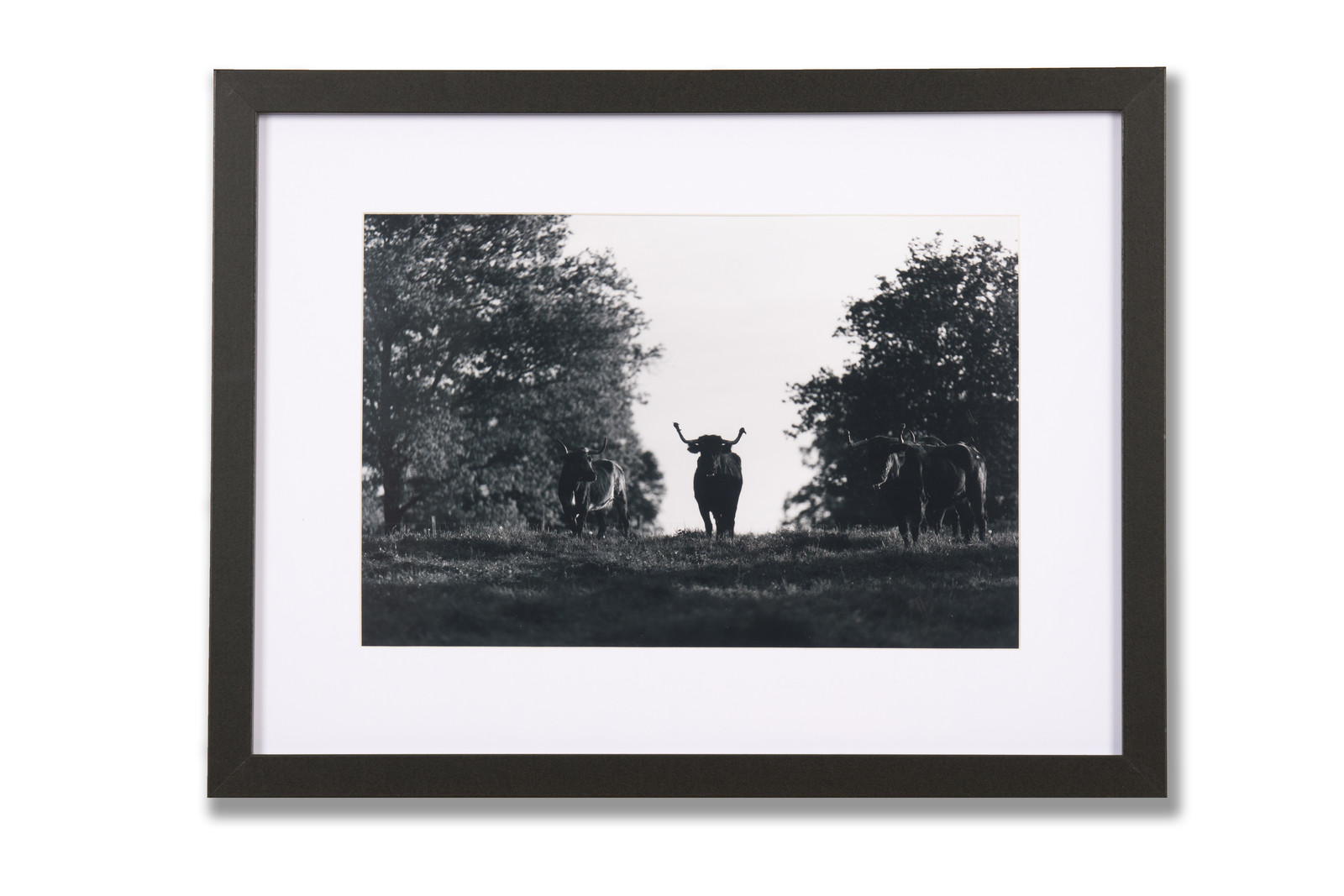 Cadre photo, photographie vache course landaise campo