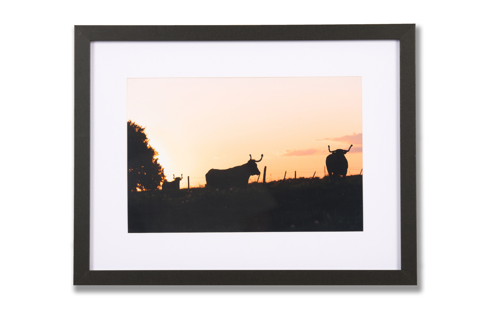 Cadre photo, photographie vache course landaise